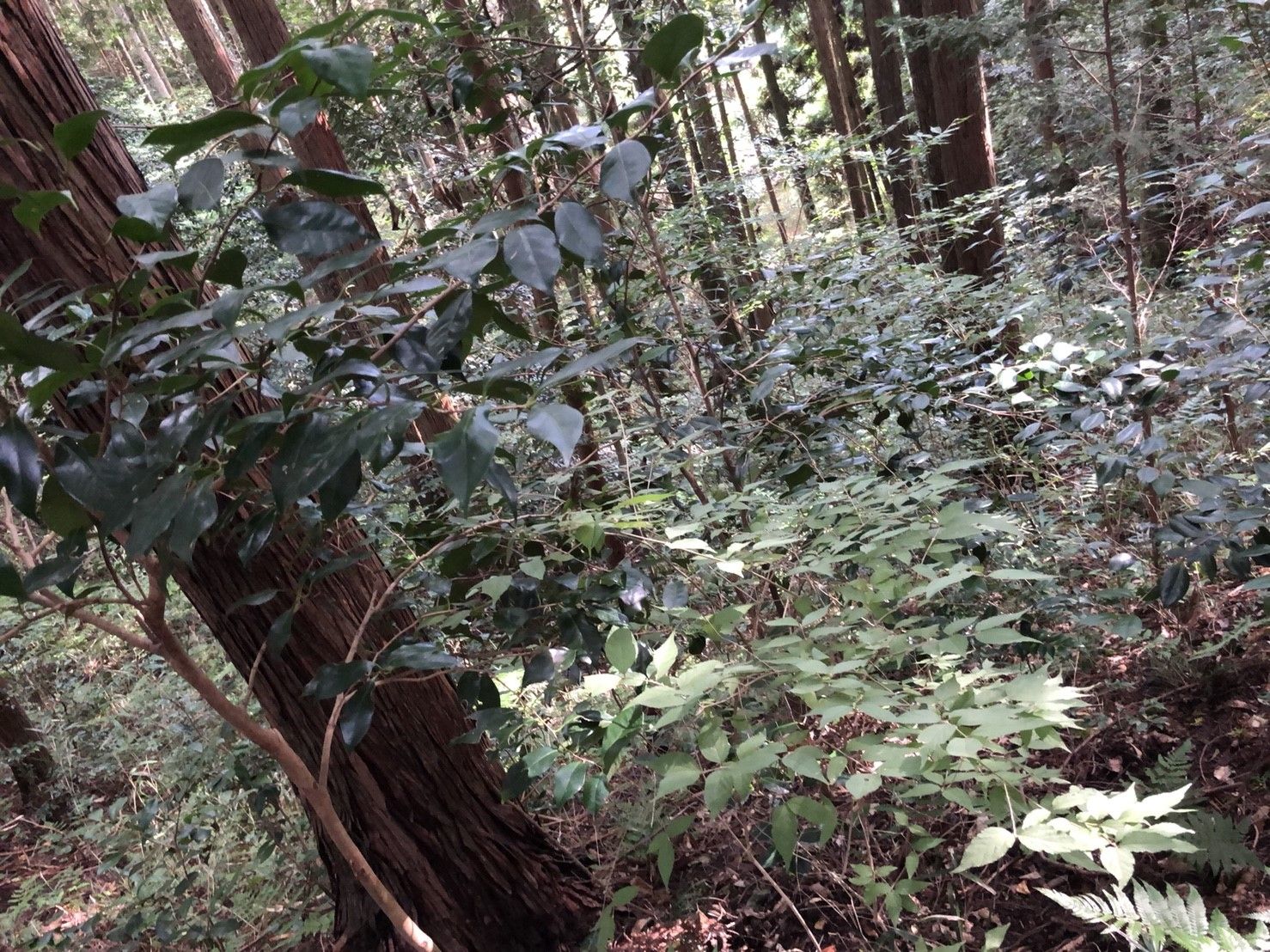 Image of forest